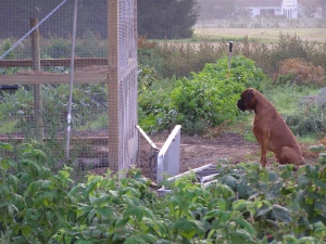 Chivas kigger efter høns
